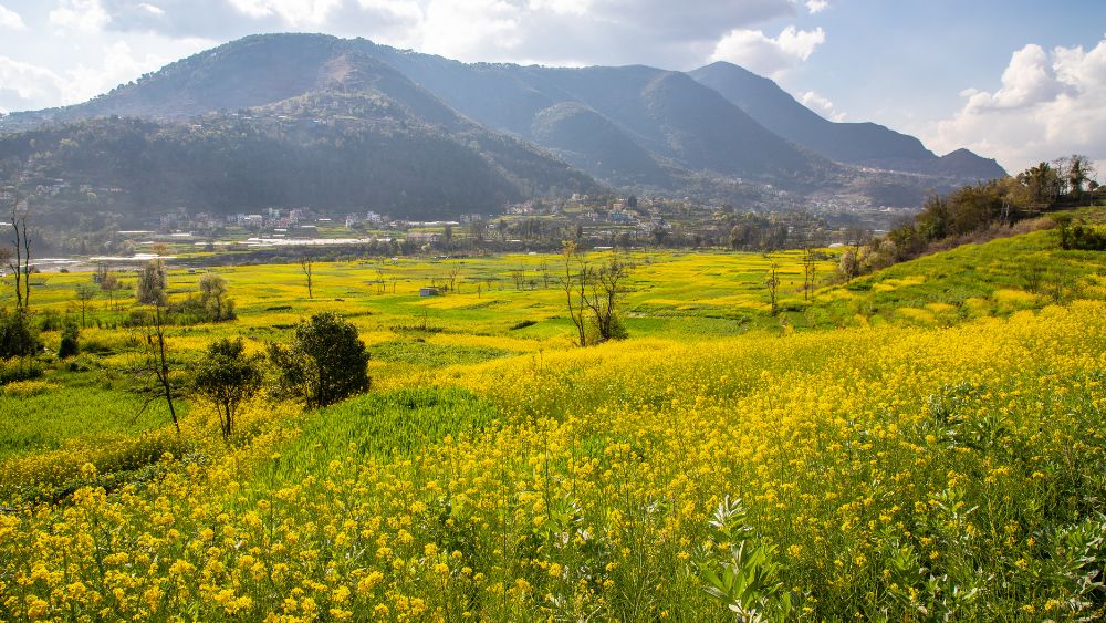 Bhutan%spring%flowers%mountains - Miles with Bhutan